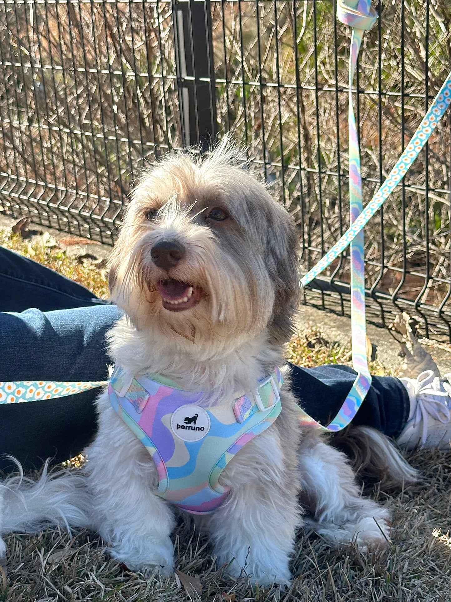 Harness & Leash Set - Pastel Swirl