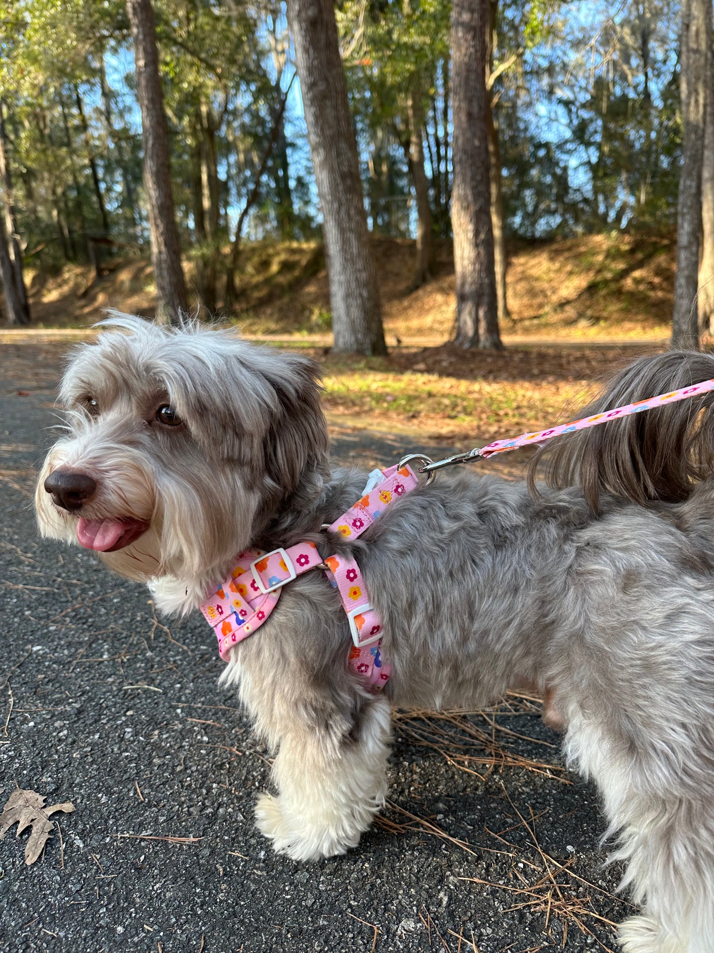 Harness & Leash Set - Flower Power